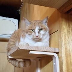 ★里親様✨募集致します★アル