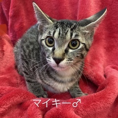 バラエティな兄妹猫(全頭　決定致しました)