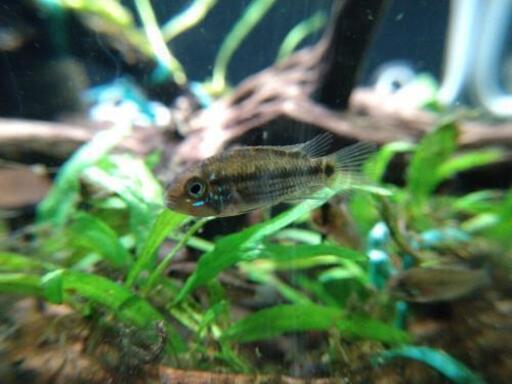 アピストグラマ・ジュルエンシス（クルゼイロ産）の幼魚（F1）トリオ　残り1セット