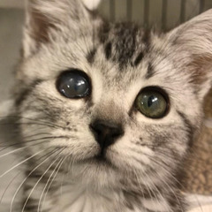  アメリカンショートヘア●子猫ちゃん●●アゴはネコでお世話・里親...