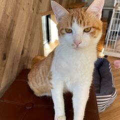 茶トラ白の子猫「かやの」くん💛♂