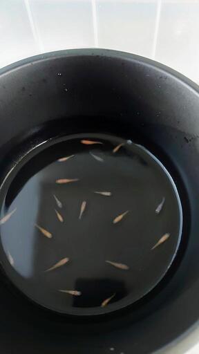 三色ラメめだか幼魚20匹!