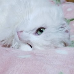 もうすぐトライアルに出ます♫停止させていただきます。