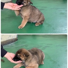 🆘保健所収容🐶よちよち歩きの野犬子犬2匹が身を寄せ合い家族とのご...