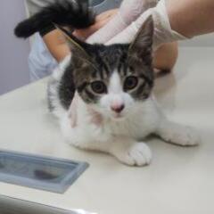 in豊明～保護猫の臨時譲渡会2022年2月23日～ちーむ にゃいんず