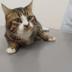 in豊明～保護猫の臨時譲渡会2022年2月23日～ちーむ にゃいんず - イベント
