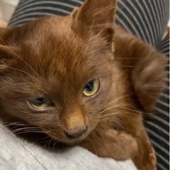 💐ゴールドカラーだった猫さん　💐トライアル予定