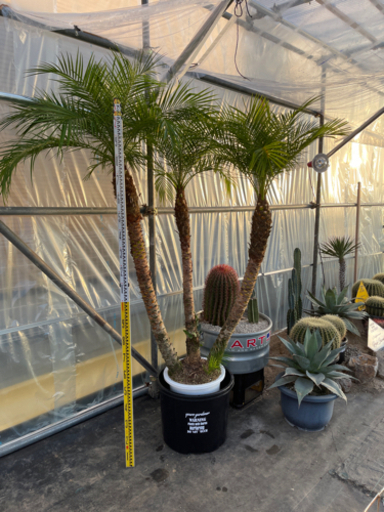 フェニックスロベレニー株立ち！希少、ヤシ。