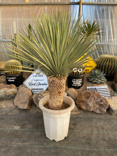 ユッカロストラータ、輸入から2年半もの！即戦力です！