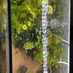 メダカの画像