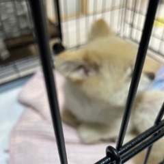 ポメラニアンオス　4歳