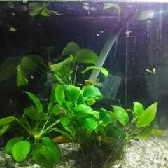 引き取り限定 水槽入替えのためグッピーあげます の画像