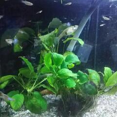 引き取り限定 水槽入替えのためグッピーあげます の画像