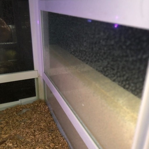 爬虫類ケージパンテオン4535 2/26夕方〜夜引取り可能な方 (かん 爬虫類ケージパンテオン4535 2/26夕方〜夜引取り可能な方 (かん