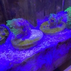 サンゴ　フラグ　スターポリプの画像