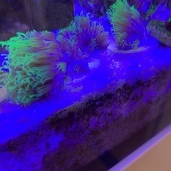 サンゴ　フラグ　スターポリプの画像