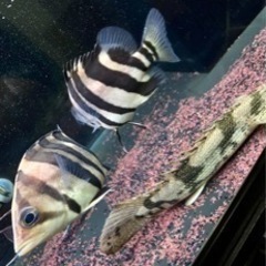 ダトニオプラスワン（イレギュラーバンド）