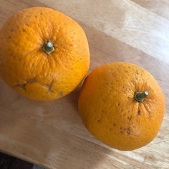 無料　伊予柑　あげますの画像