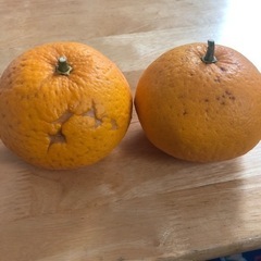 無料　伊予柑　あげます