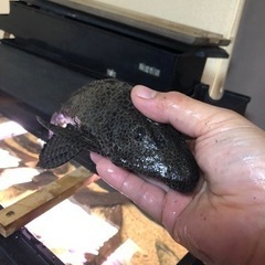 セルフィンプレコ　の画像