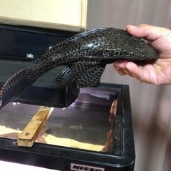 セルフィンプレコ　の画像
