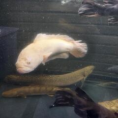 アルビノカムルチー 値下げしました！の画像