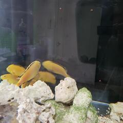 カエルレウス