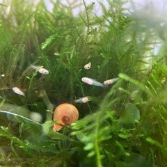 🐠ミッキーマウスプラティ　稚魚🐠水草、コケ取り生体おまけ可能😊の画像