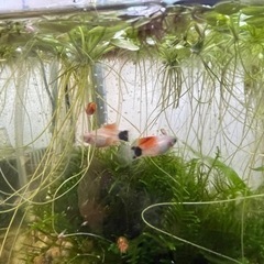 🐠ミッキーマウスプラティ　稚魚🐠水草、コケ取り生体おまけ可能😊の画像