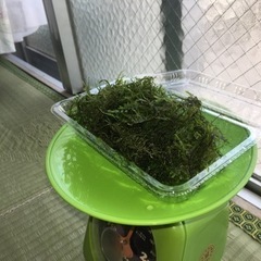 ウィローモス : 南米ウィローモス 40g