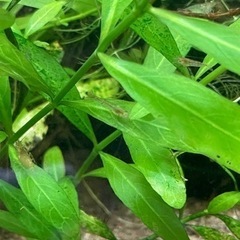 ミナミヌマエビ　稚エビ50匹以上