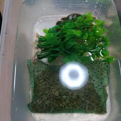 ウーパールーパーの卵 リューシスティック 人気 お子様の学習用に...