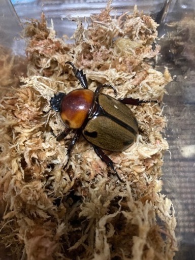 大型　ヨツボシヒナカブト　即ブリベア　