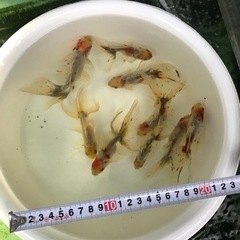 3匹1セット　金魚　関東東錦