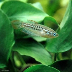 熱帯魚 取り引き中
