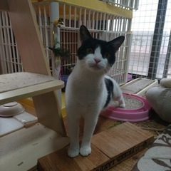 白黒にゃんこ、たくさん