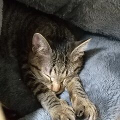 兄妹で里子に出ました♪飼い主さんとうたた寝の毎日♪片目のカメちゃん