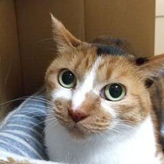 飼い主さんと先住猫とじわじわと距離縮まり中！もじもじ三毛さん　推定３才