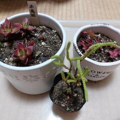 多肉植物差し上げます