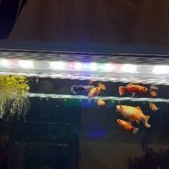 水槽ライト ２つ、水草 6種類、エビ、魚。。。