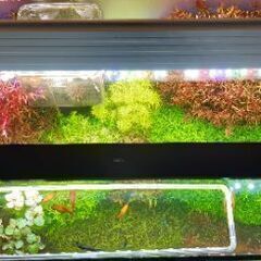 水槽ライト ２つ、水草 6種類、エビ、魚。。。の画像