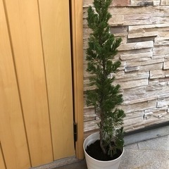 植木 ①（取引中です）