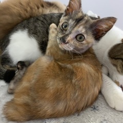 TNR中に保護したサビ子猫