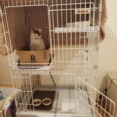 キャットゲージの画像