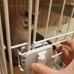 キャットゲージの画像