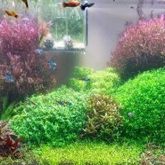 水槽ライト ２つ、水草 6種類、エビ、魚。。。の画像