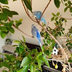 ★セキセイインコ♀探してます★