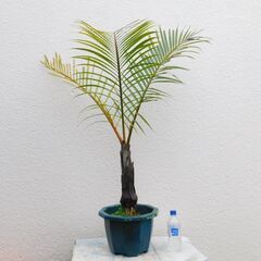 ココヤシ
