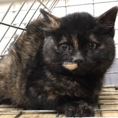 里親さん見つかりました🐈‍⬛