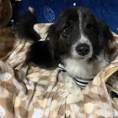脳障害のわんちゃん